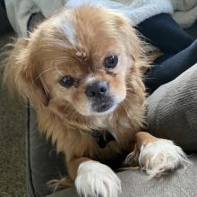 Small brown dog with white paws sitting on a couch