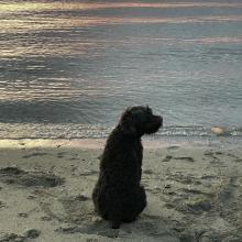Small dog sitting on the sand on the beach during sunset