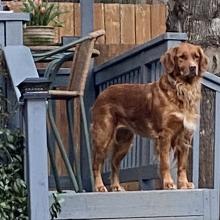 Light brown dog standing on a blue porch