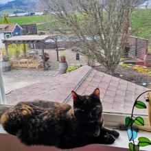 Small brown and black cat laying on a windowsill