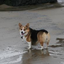 Corgi on the beach