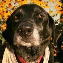 Dog with black fur sitting in front of a bunch of yellow flowers