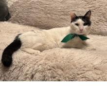 White cat with black tail and ears wearing a green ribbon around their neck and laying down on a white couch