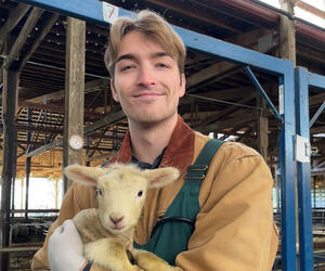 Man holds lamb in sheep barn. 