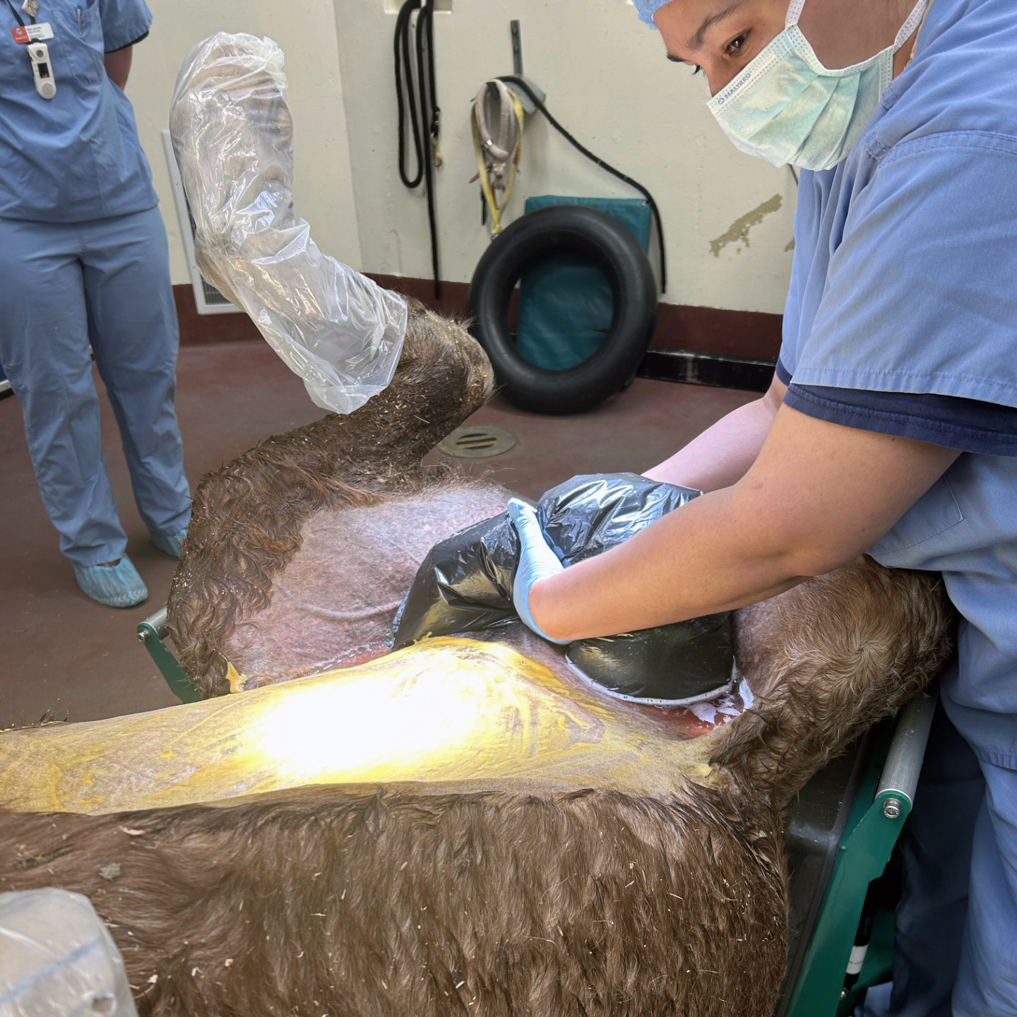 Horse on back in surgery room with plastic bag held by a person containing horse's intestines.